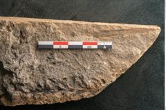 Foto (Detailansicht) von Voltzia heterophylla Brongniart (NHMW-GEO-2024-0188-11135)